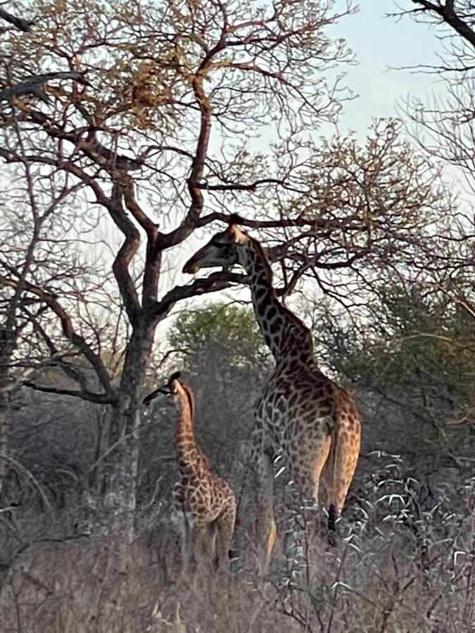Vila The Cheetah Rest Hoedspruit Exteriér fotografie